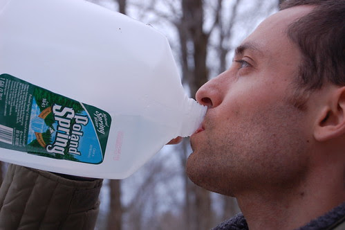 Attaching the milk jug to catch the sap by Eve Fox, Garden of Eating blog, copyright 2011