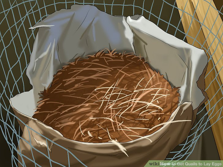 Get Quails to Lay Eggs Step 8.jpg
