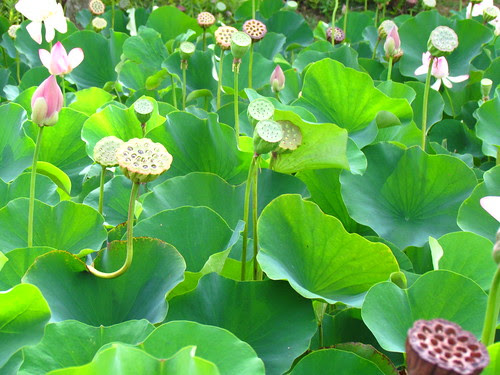 Nelumbo nucifera