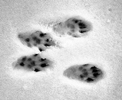 The Natural World: Squirrel Footprints on Our Doorstep!