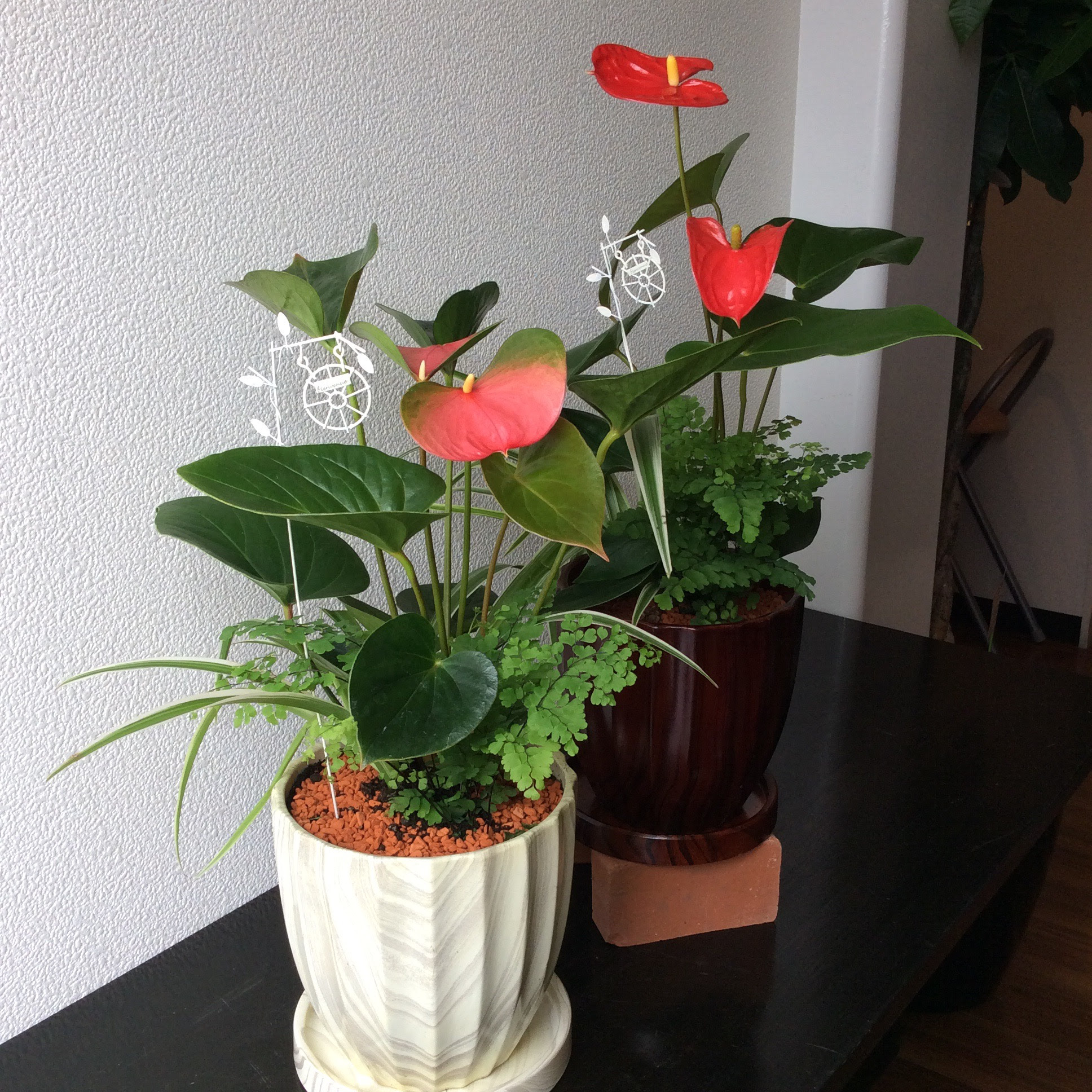 夏 といえば 観葉植物 インテリアグリーン 花のギフトの配達なら知多市にしの台の花屋 花の生華園 せいかえん へ