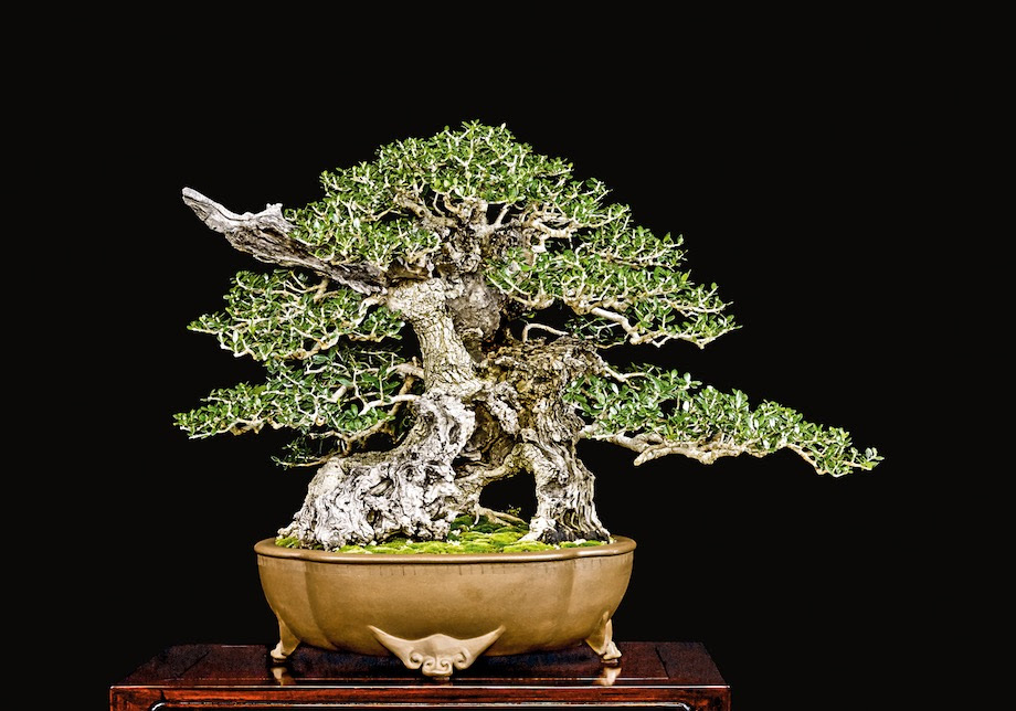US Nationals; interview with William Valavanis - Bonsai Empire