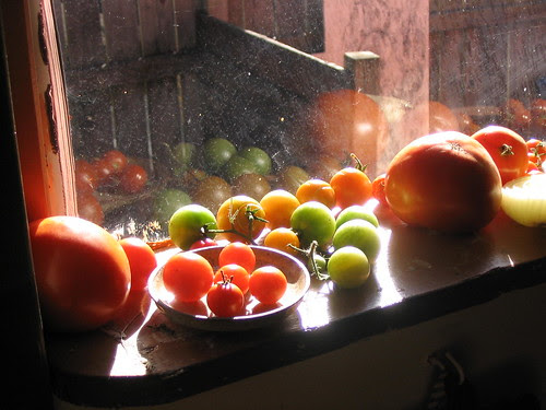 Tomatoes From the Garden Ripen in the Window After the First Frost