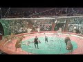 Video Харьковский цирк
