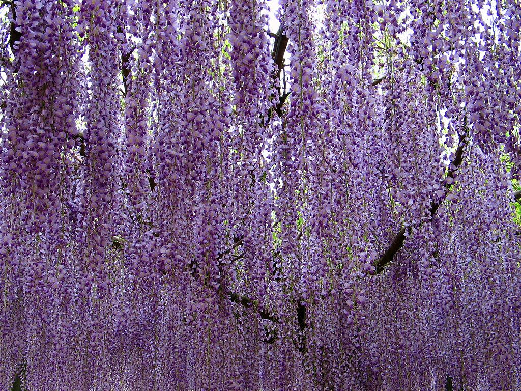 藤棚 藤 フジ の花 壁紙写真 四季の彩り壁紙写真集