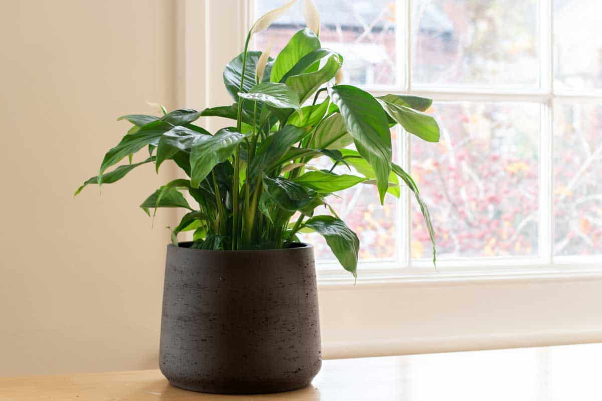 Green plants for rent