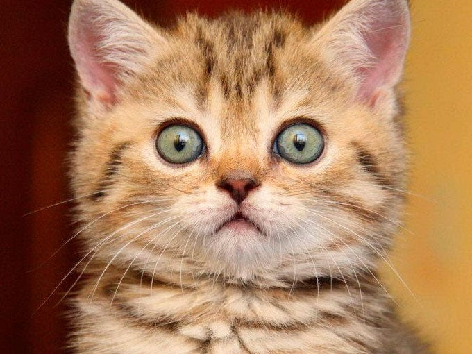 Por qué los gatos se asustan con los pepinos  ActitudFem