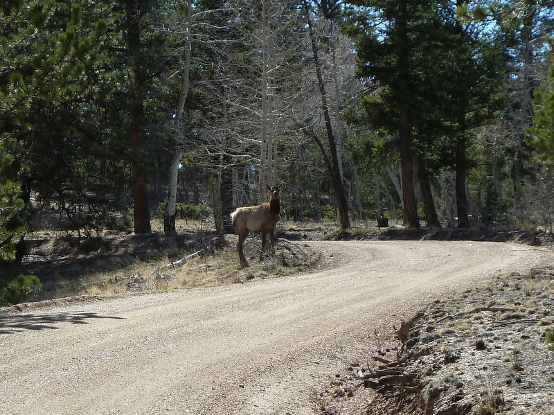 Elk in Ark Hills