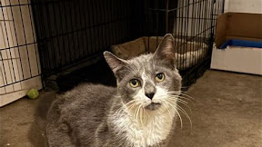 Saving Precious Lives: Discover the Heartfelt Mission of Fur-Gotten Tails Animal Rescue