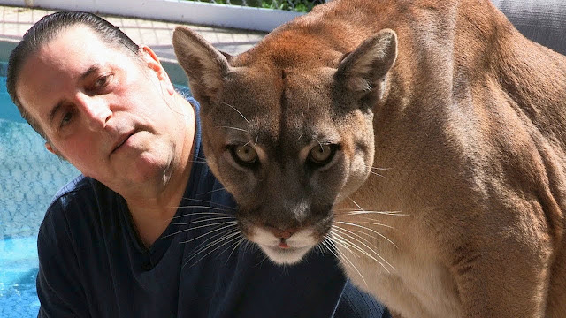 Mountain Lion