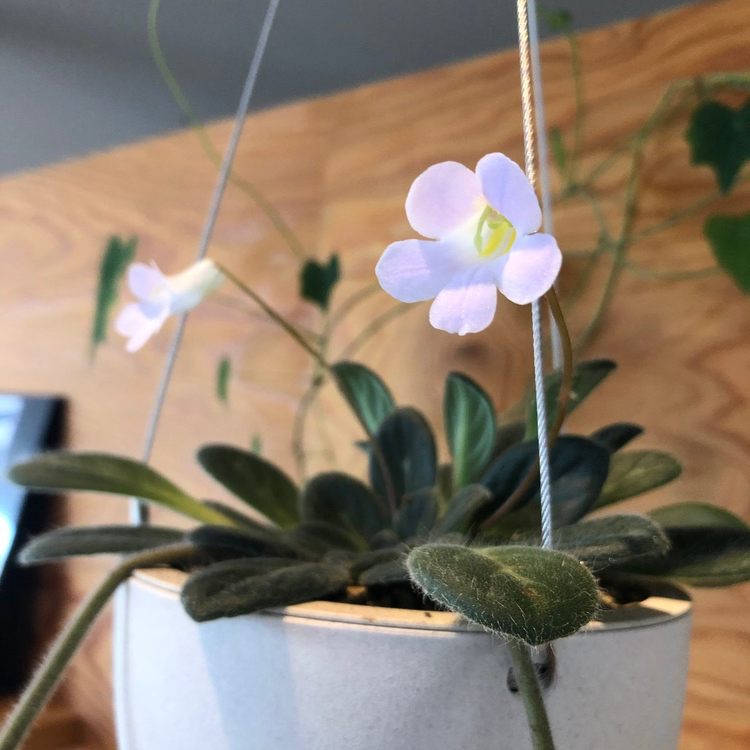 多肉植物の花 岡山 倉敷 クリエ カフェ キッチン