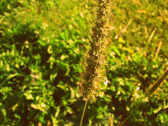 Weeds