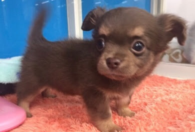 青梅店の新入舎です ミックス犬 父 チワワ 母 カニンヘンダックス チョコレート タン 男の子 血統書はありません 10月15日生まれ 福岡県宗像市 成犬時の平均体重 3 5kg 108 000円 楽々カード分割支払い出来ます アクア ペットかねだい全店 犬猫入荷情報