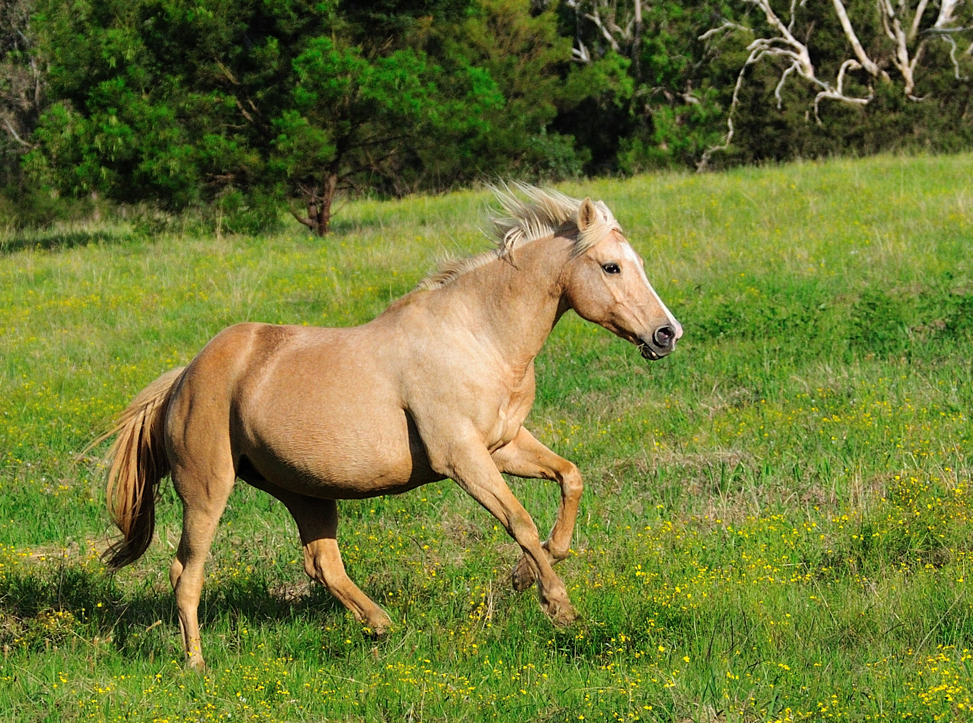 フリー画像 動物写真 哺乳類 馬 ウマ フリー素材 画像素材なら 無料 フリー写真素材のフリーフォト