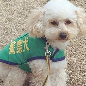 県警初 小型警察犬 アンズ とはいったいどんなわんちゃん 犬の総合情報サイト ペットスマイルニュースforワンちゃん