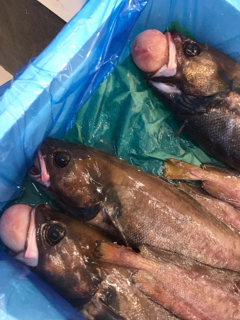 私の好きなお魚 どんこ 三陸おのやブログ