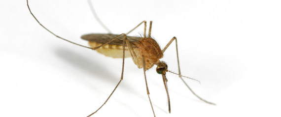 MOSQUITO