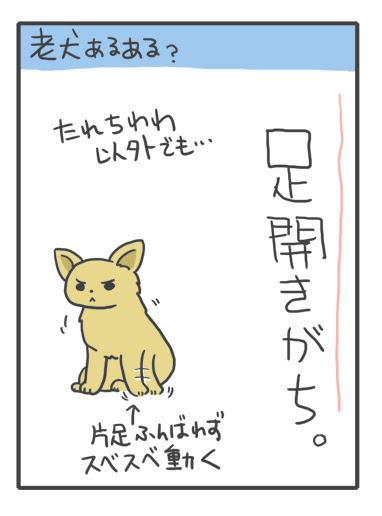 老犬あるある 足開きがち チョコクロ福姉妹 ちぃぷぅ