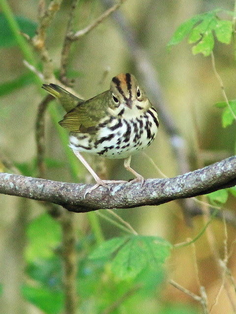 Ovenbird 5-20130922
