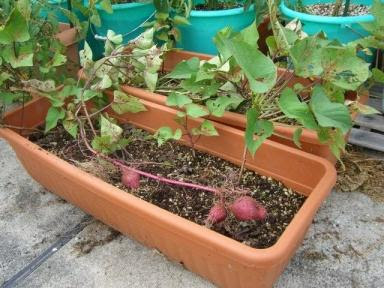 さつまいもの試し採り 暇人主婦の家庭菜園 楽天ブログ