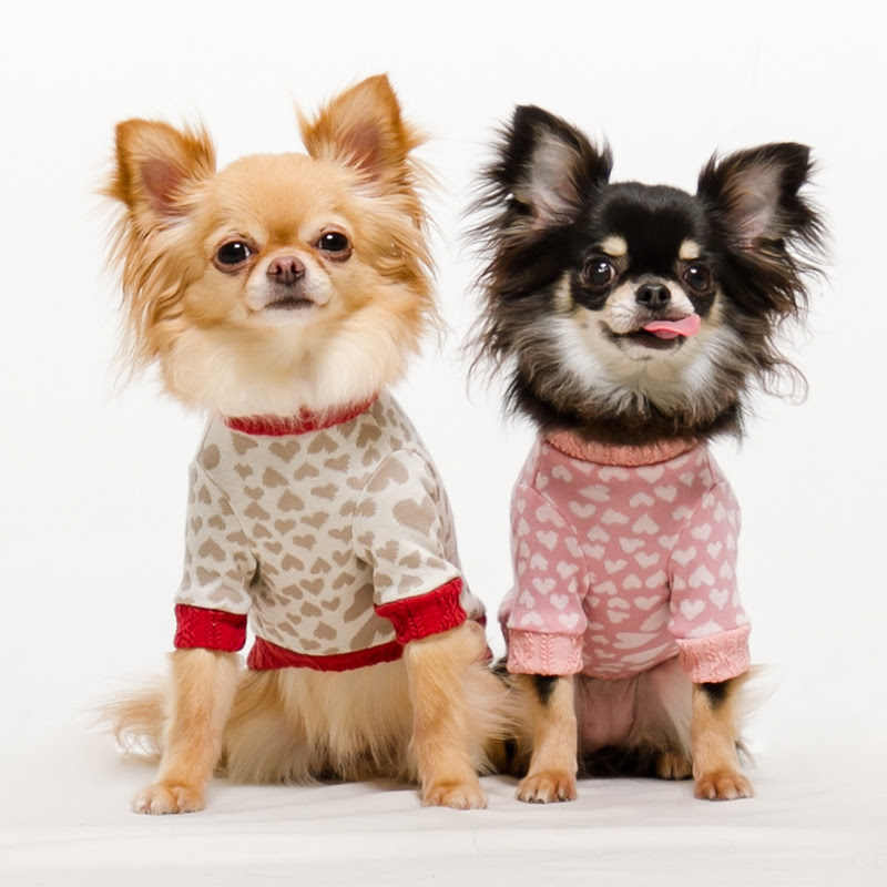 かわいい チワワに着せたいおしゃれな服と選び方をご紹介