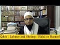 Is Octopus Halal Hanafi : Octopus Islam Mai Halal Hai Very Informative Video About Halal Haram Abu Saif Al Ehsaan Tv Youtube : This is due to the hadeeth which uses the word سمك.