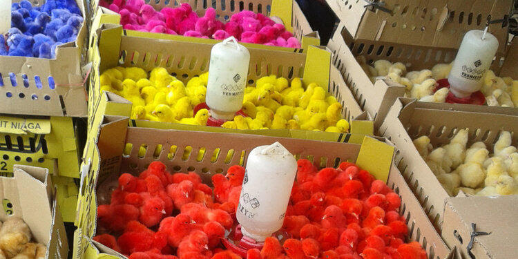 Miris Proses pembuatan anak ayam warna warni ini bikin Miris Proses pembuatan anak ayam warna warni ini bikin