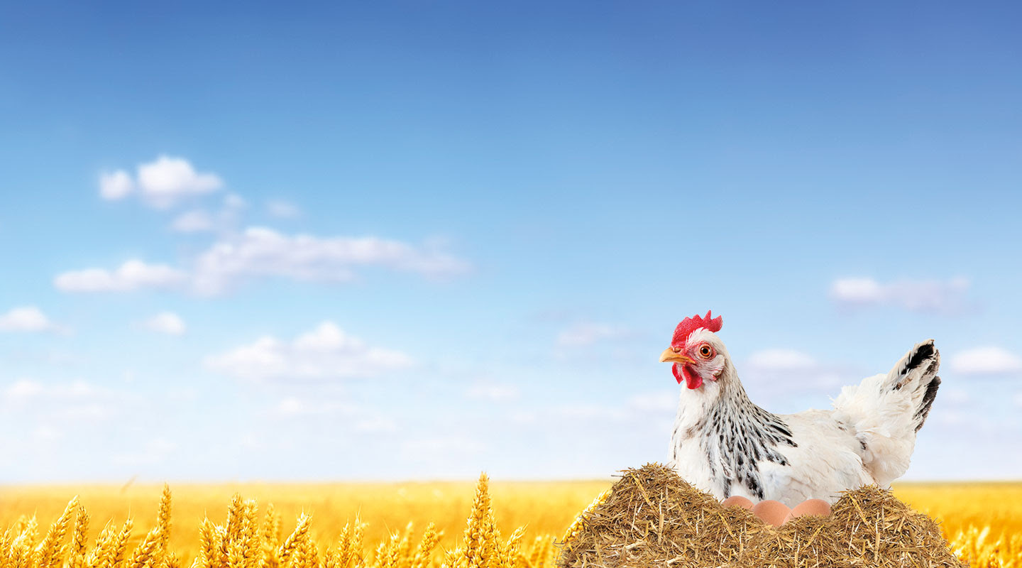 Poultry Bedding | Cozy Chicken Bedding | Bed-Down Norfolk UK