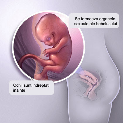 Sarcina Pe Saptamani Cum Evolueaza Sarcina Si Bebe