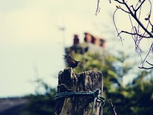 Bird