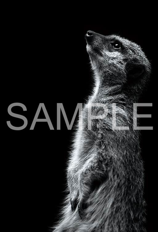 Epo 71 684 ペット 動物 The Zoological Garden 言葉のない対話 ミーアキャット 300ピース エポック社 の商品詳細ページです 日本最大級のジグソーパズル通販専門店 ジグソークラブ