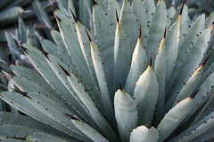 phoenix botanical gardens agave 7