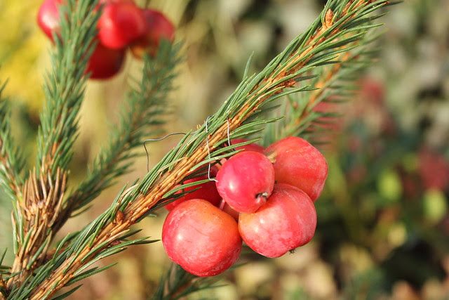 Crab apple decorations