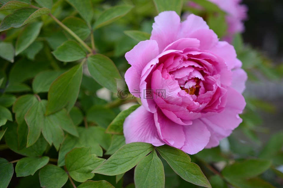 花 风景 植物高清图库素材免费下载 图片编号 六图网
