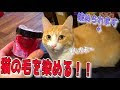 最高のコレクション あつし 猫 炎上 336262-あつし 猫 炎上