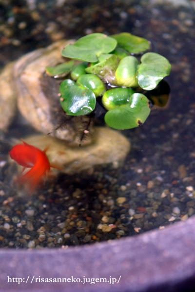 金魚にホテイ草 R Kurashi