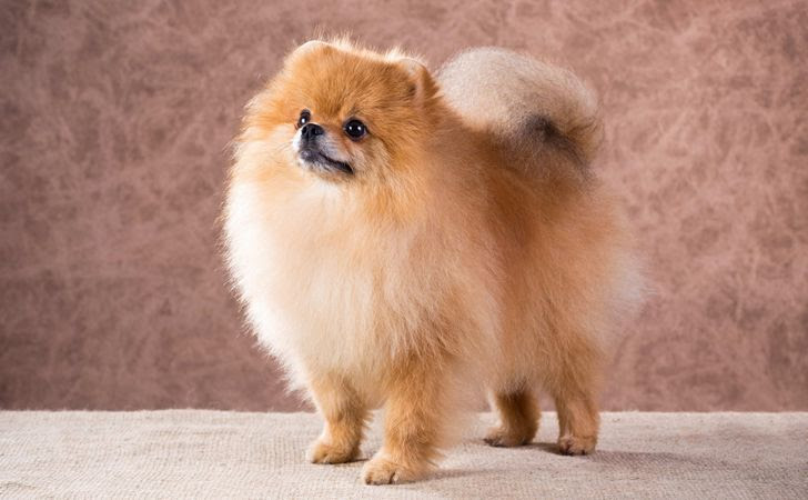 ポメラニアンの性格 飼い方 しつけ 病気について 松波動物メディカル通信販売部本店公式ブログ