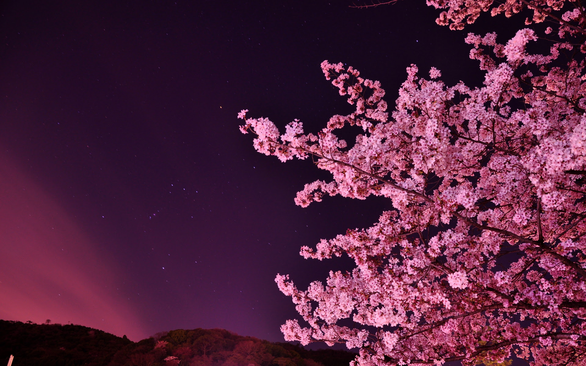 画像をダウンロード Pc 壁紙 夜桜 ただ素晴らしい花