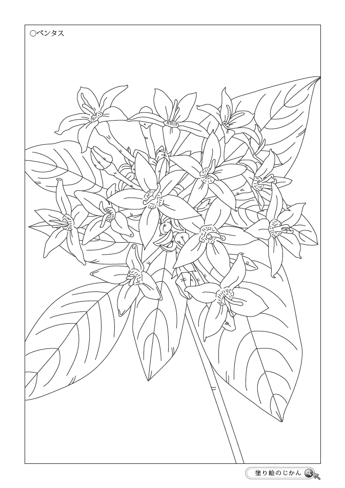 夏の花ぬりえ 塗り絵のじかん