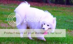 poza caine Samoyed pe pajiste