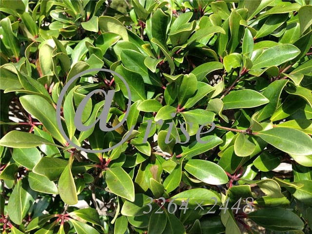 常緑広葉樹 モッコク 木斛