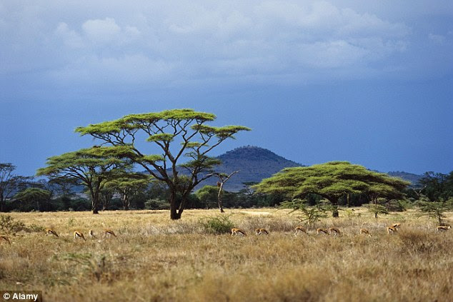 Researchers found a large expansion in vegetation due to higher rainfall on tropical savannas and shrublands in Australia, Africa and South America. The Savannah, Serengeti National Park, Tansania, East Africa is pictured