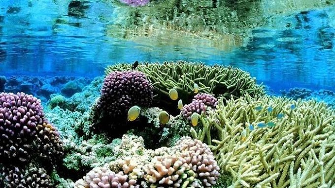 Snorkeling In Sri Lanka: 15 Spectacular Spots To Take A Dive In 2023