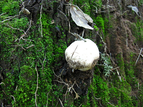 Amanita?