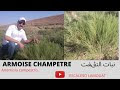      شجيرة التـڨـفت                    
