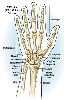 Hand joints