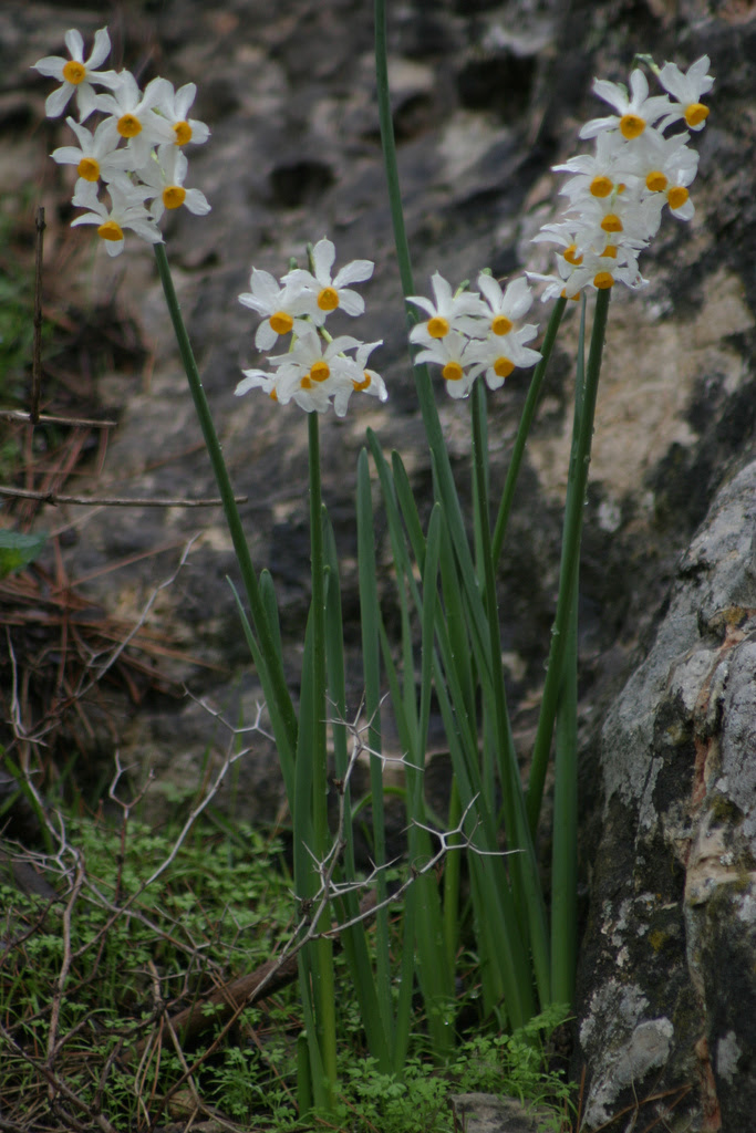 File:Narcissus tazetta.jpg  Wikimedia Commons