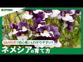 いろいろ ネメシア 花 342584-ネメシア 花
