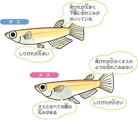 めだか Petit Aqua プチアクア 神畑養魚株式会社