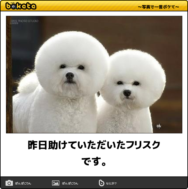 閲覧注意 即 笑える 犬まとめbokete 笑いたい人は必見 犬の総合情報サイト ペットスマイルニュースforワンちゃん